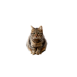 Charming Tabby Cat Perched On Covered Outdoor Furniture In A Garden Setting. 13648 - Cat PNG image with transparent background